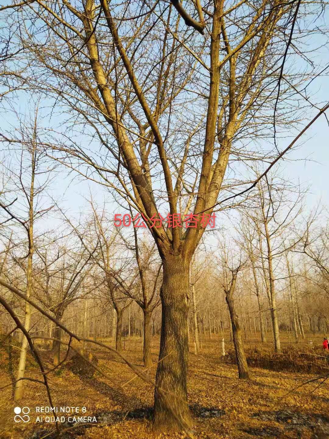 银杏树 白果树-苗圃精品银杏树 银杏树价格 古银杏树