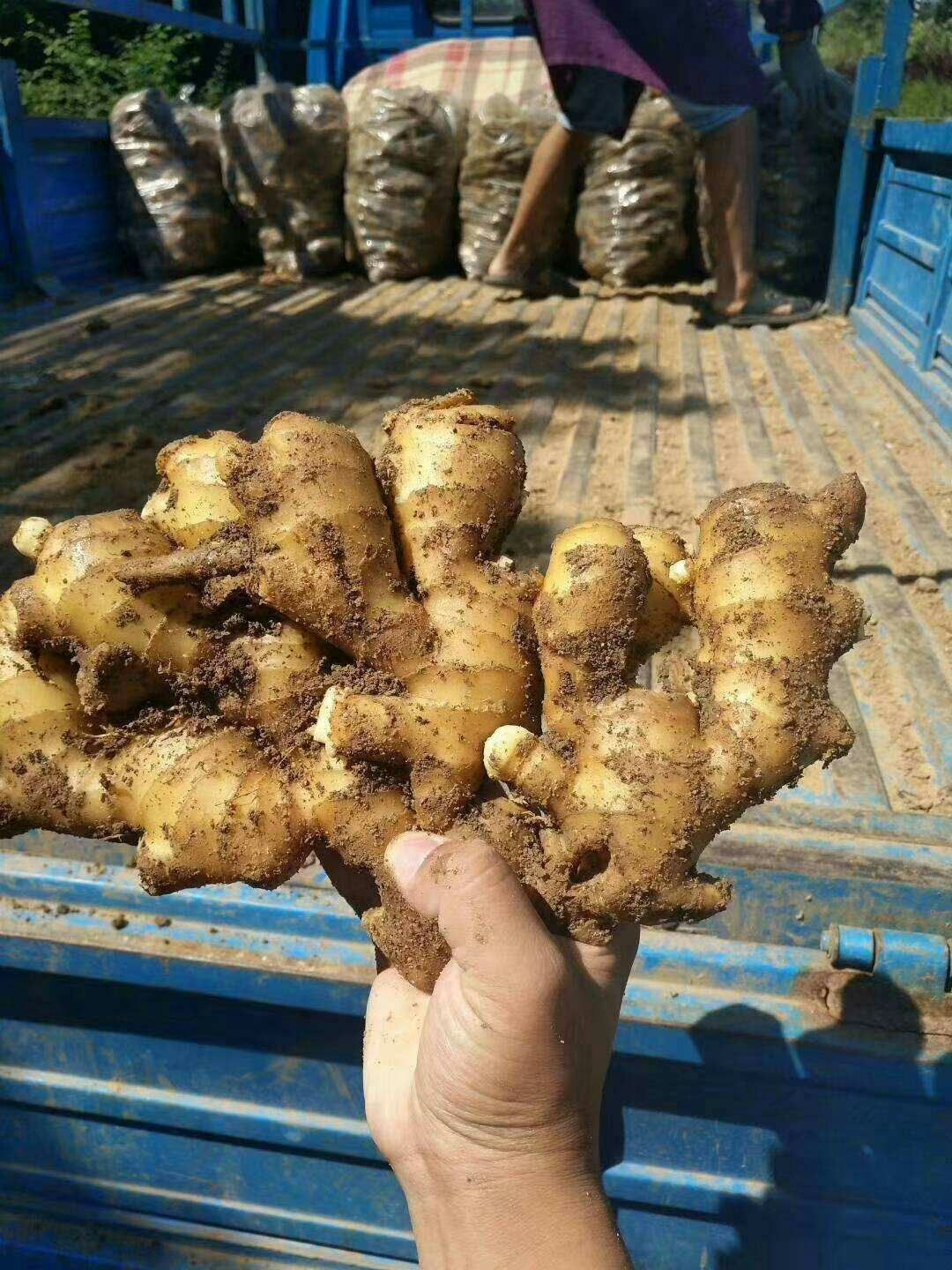 烟台优质大黄姜【产地直发】【价格便宜】【坏烂包赔】