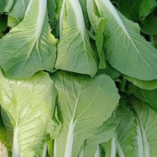 曹县 精品快菜奶白菜小白菜产地山东省菏泽市曹县