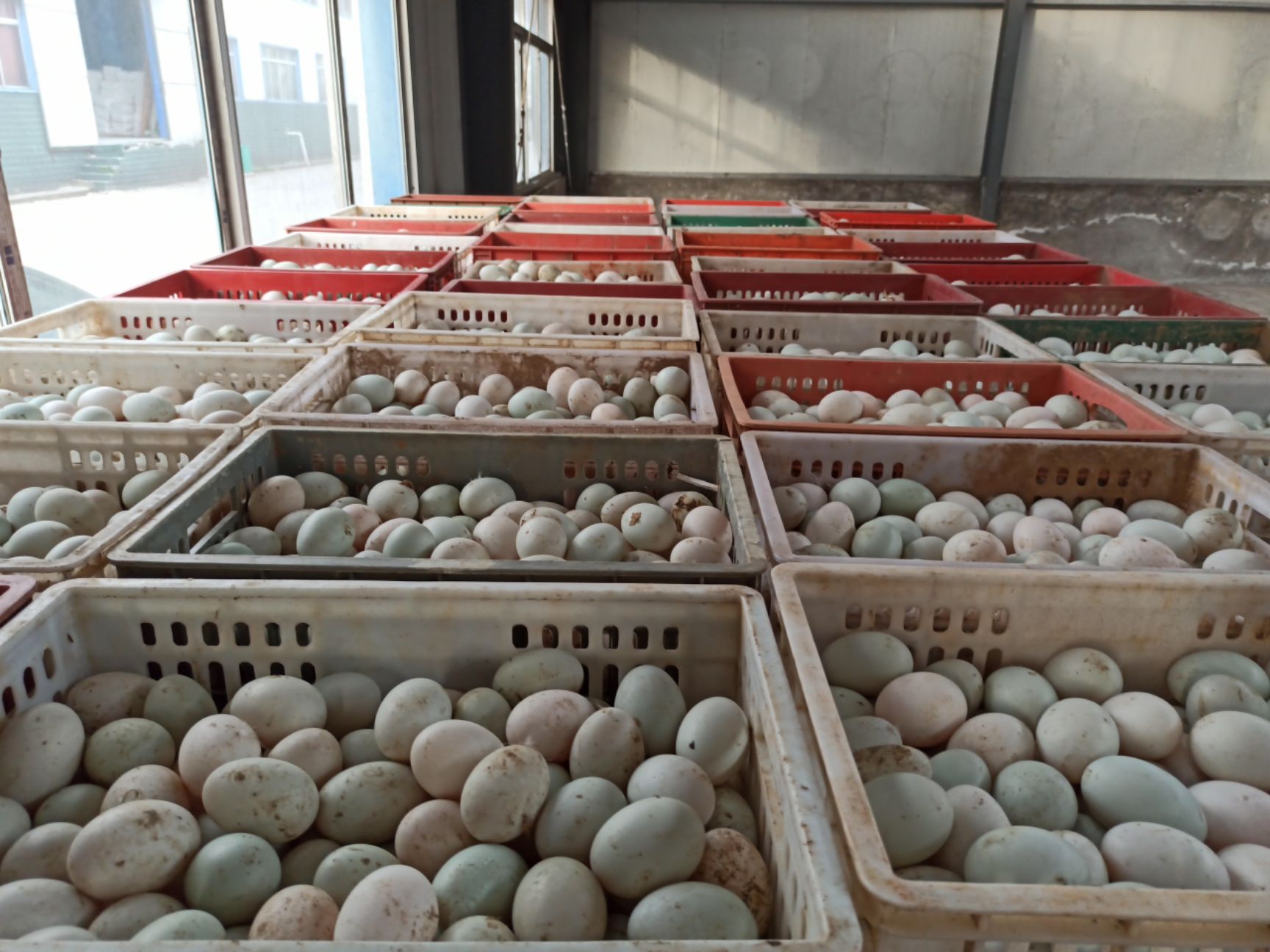 白鸭蛋 食用 箱装