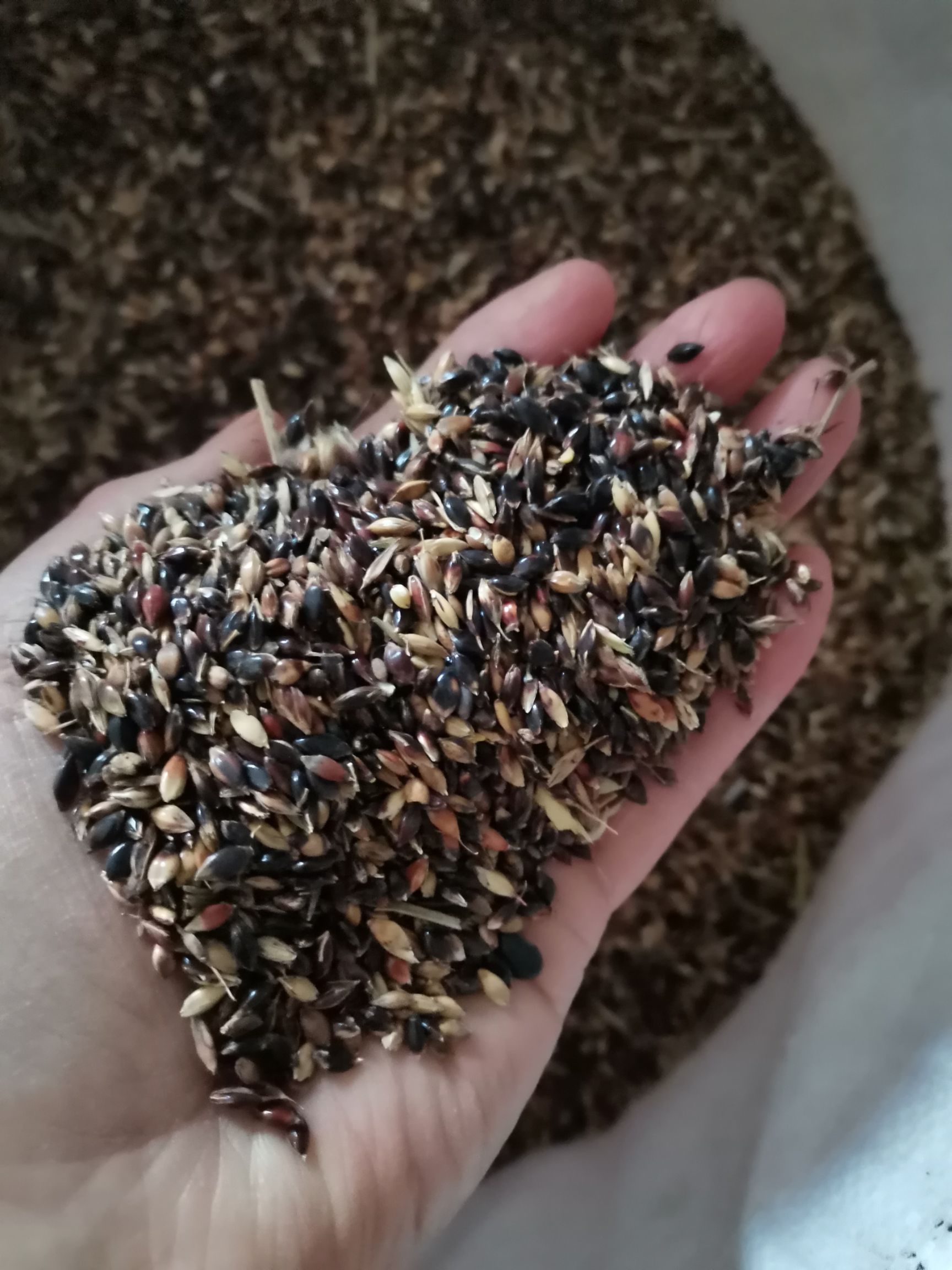 高产苏丹草种子。产量每亩15~20吨。