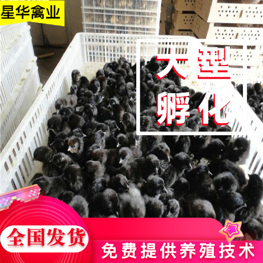 长沙五黑鸡苗  常年孵化五黑一绿鸡苗  乌皮土鸡苗  土鸡苗批发 量大价优