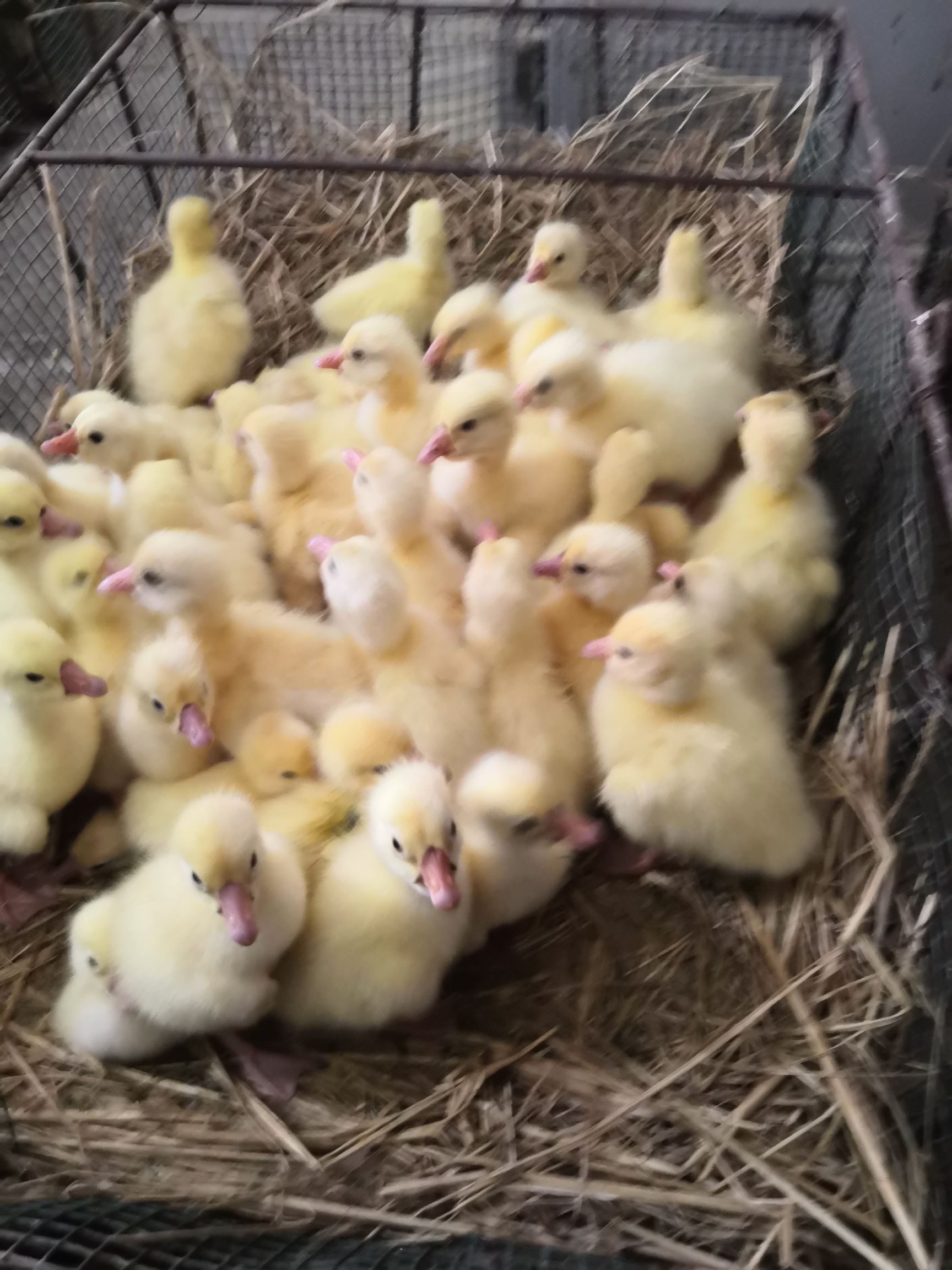 大三花鹅苗，包防疫路损