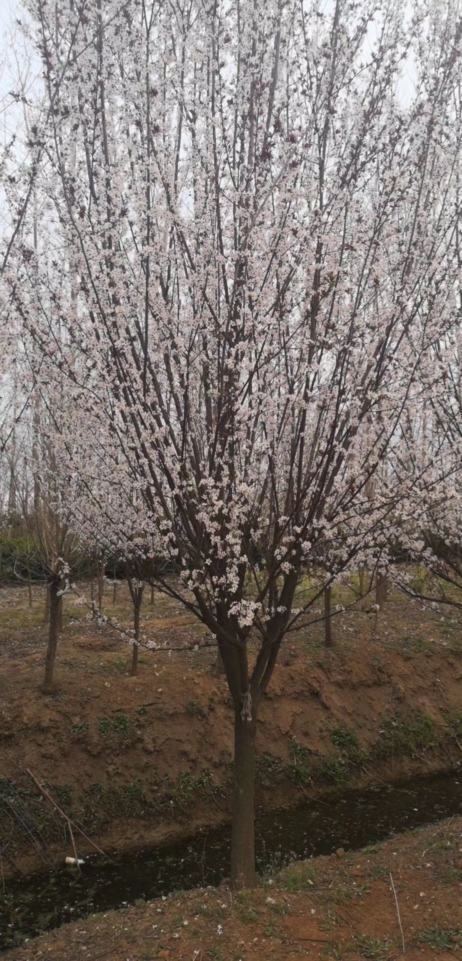 苗圃现挖出售：3-10cm红叶李