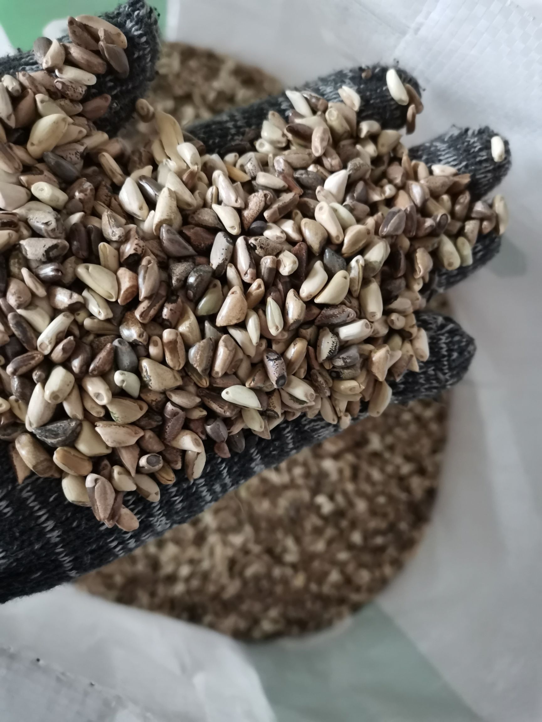 墨西哥玉米草种子.高产丰产适合猪牛羊,鸡鸭鹅,鱼虾虫养殖专用