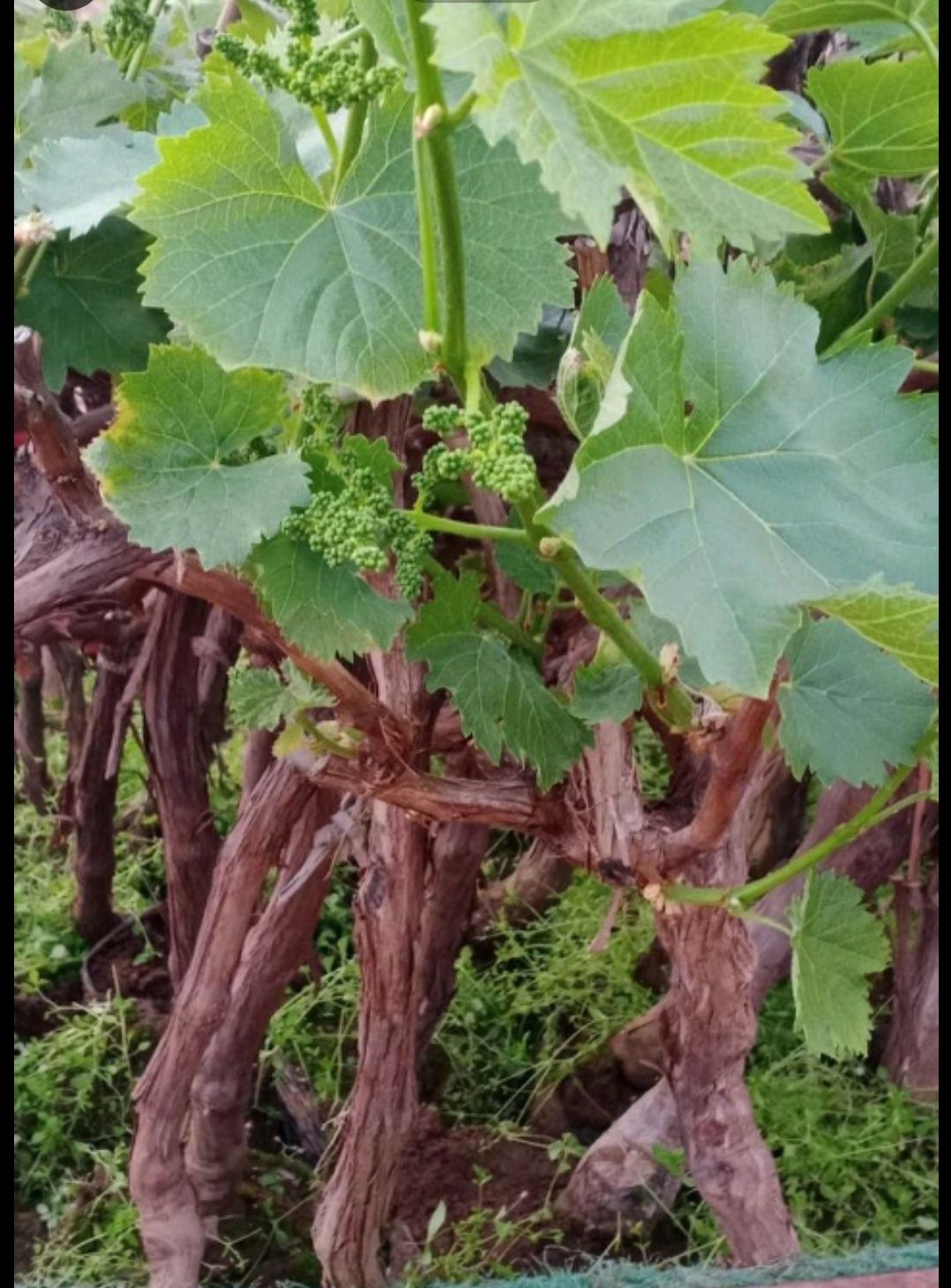 红提苗