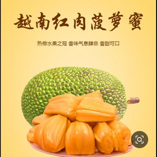 南安市红肉菠萝蜜苗  红肉菠萝蜜