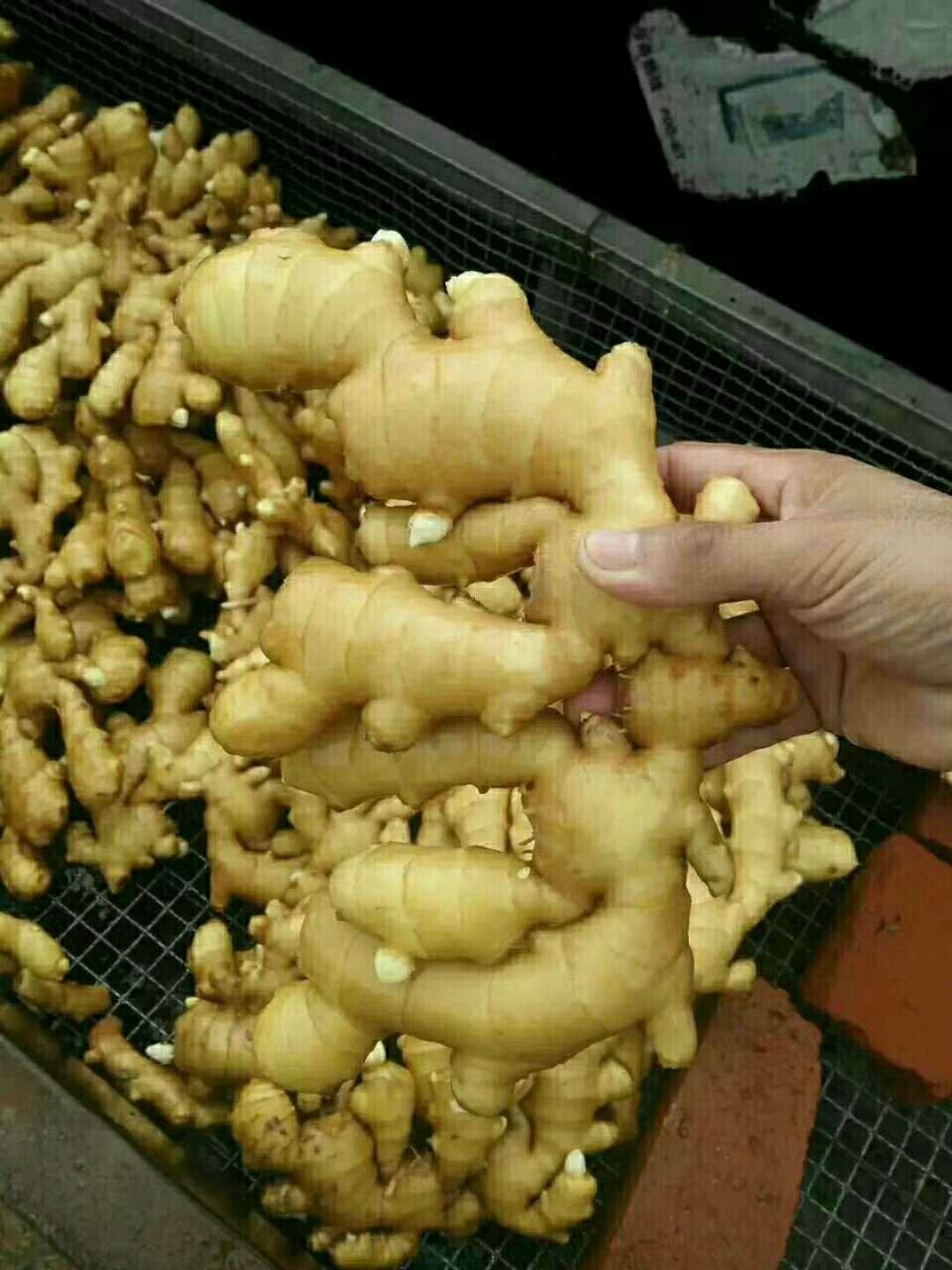 甘肃优质大黄姜【产地直发】【价格便宜】【坏烂包赔】