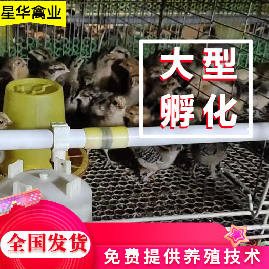 衡南县脱温鸡苗  湖南衡阳厂家直供  青细脚黄麻羽 疫苗齐全