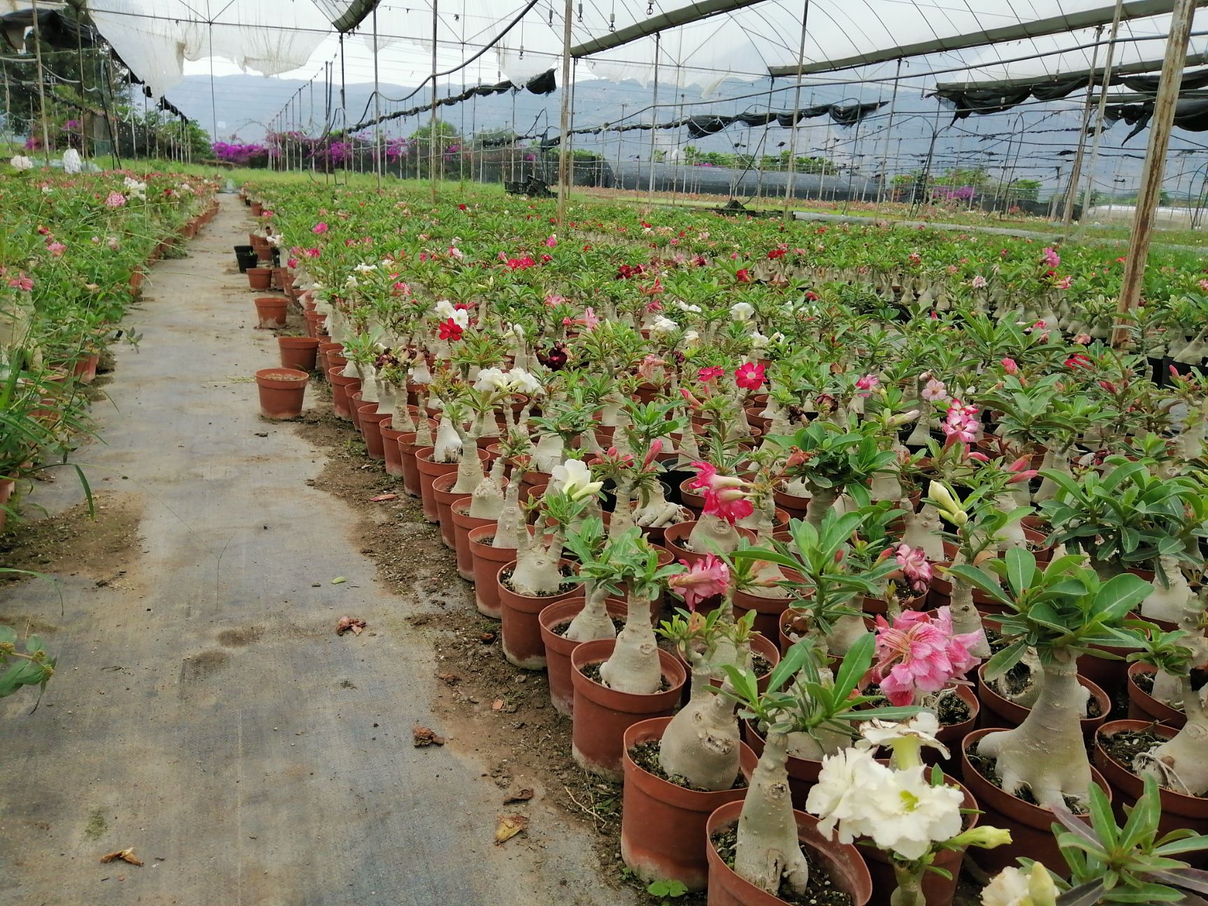 仿真玫瑰花  室内小盆栽，室内绿化点缀，除臭排氧稀释二氧化碳（沙漠玫瑰）