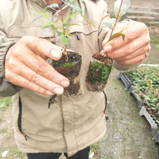 玉林轻基质大纸杯桉树苗，一级，25公分以上，28，29品种