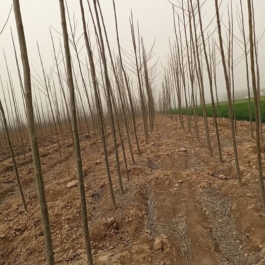 周口苦楝树 自家苗圃，诚信经营