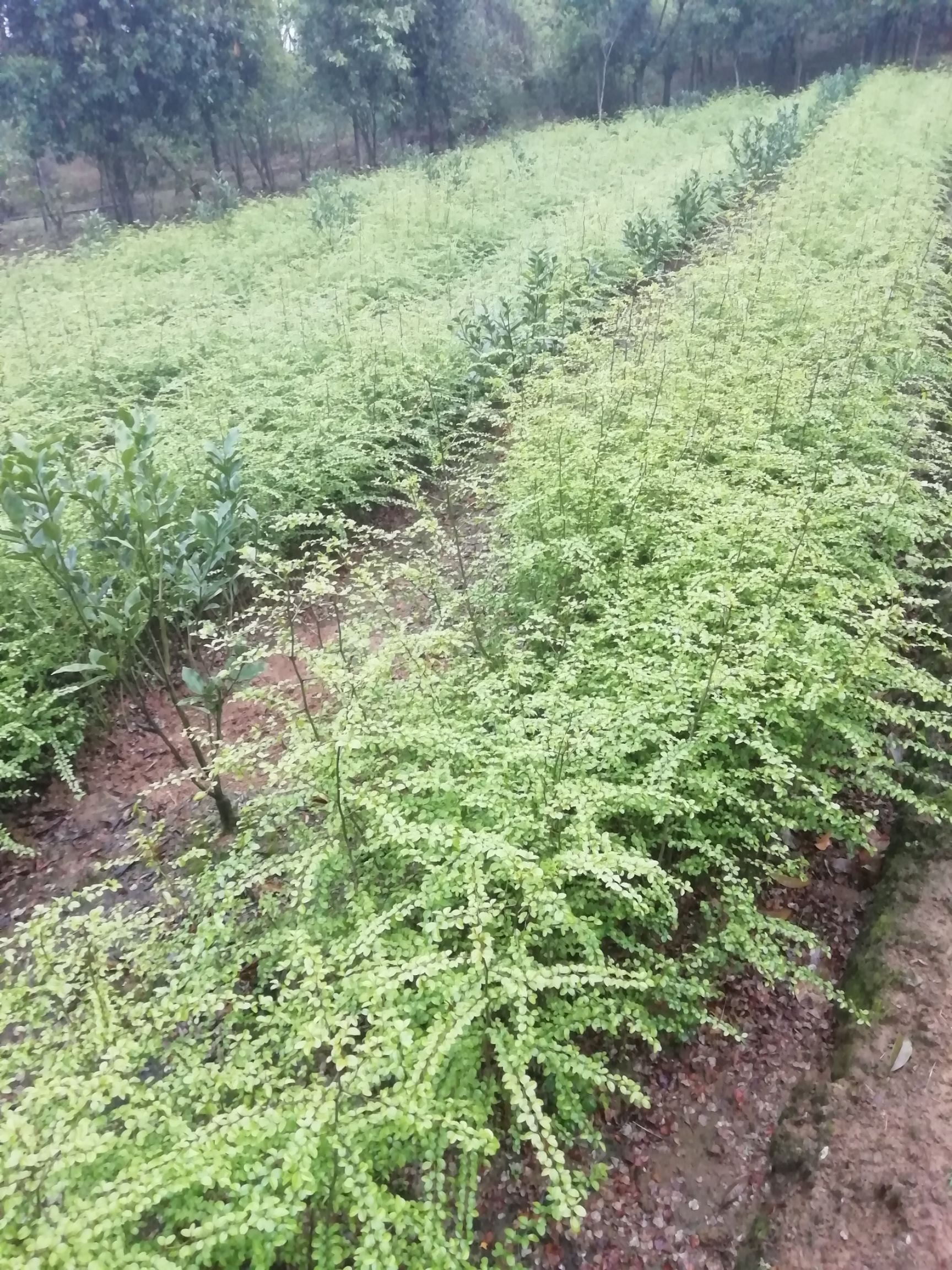 马甲子苗，铁篱笆苗