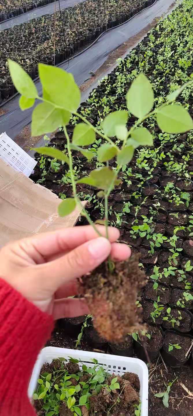 蓝丰蓝莓苗