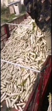 白萝卜 加工厂用白罗卜基地直发无黑斑无空心