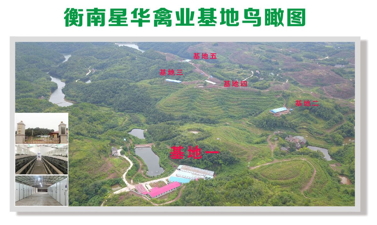 五黑鸡苗  常年孵化五黑一绿鸡苗  乌皮土鸡苗  土鸡苗批发 量大价优