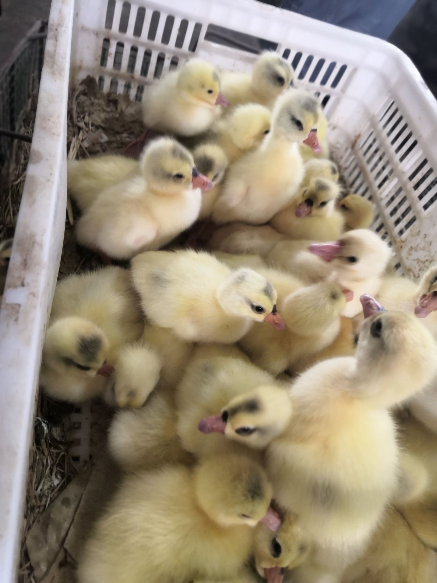 大三花鹅苗，包防疫路损