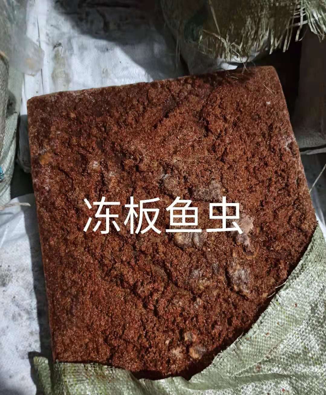 丰年虫