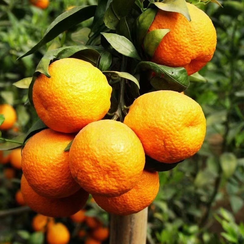 黄果柑独特的口感黄金酸甜比、肉质细腻多汁化渣清新爽口