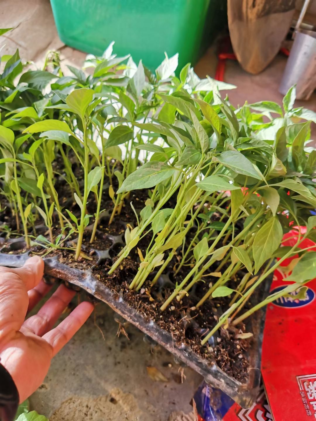 朝天椒苗 精品艳红辣椒苗,基地直供,货源充足,需要的速度联系
