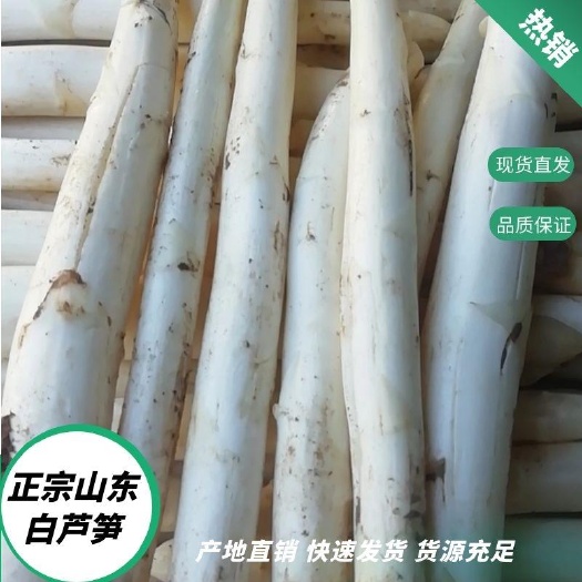 潍坊潍坊优质白芦笋  农户直销  源头货源  品质保障