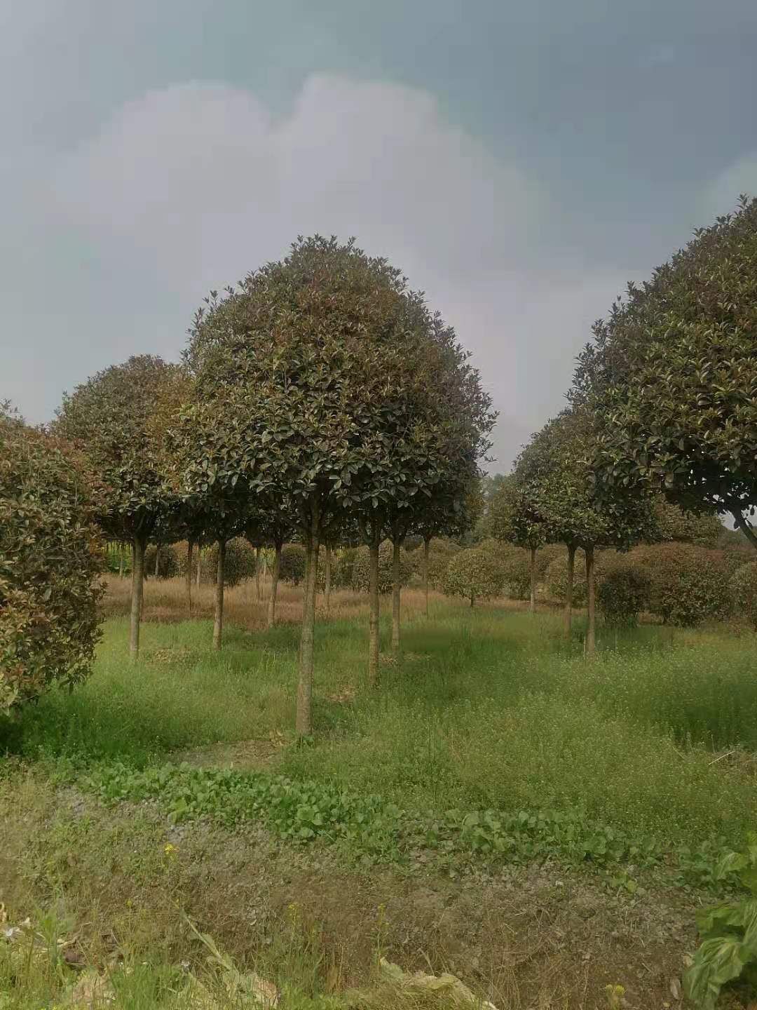黄金桂花树  10cm成都高杆桂花