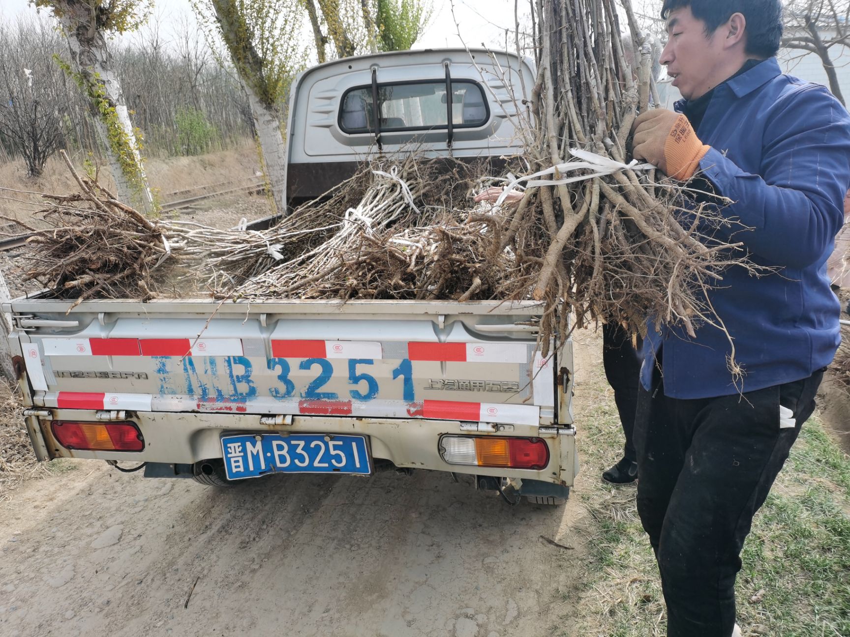 大果山楂苗  双80山楂小苗