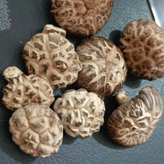 鲁山县野生香菇  天然野生椴木茶花菇