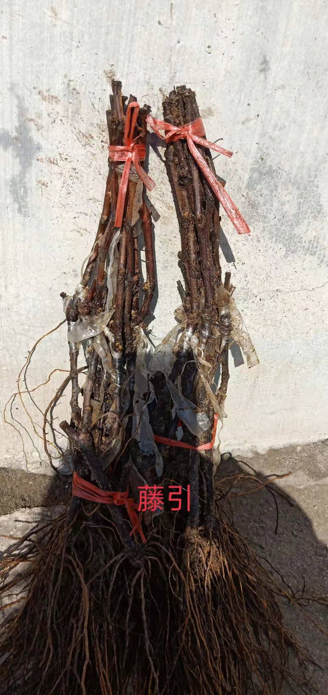 藤稔葡萄苗 藤引葡萄苗