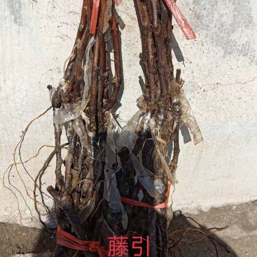 公主岭市藤稔葡萄苗 藤引葡萄苗