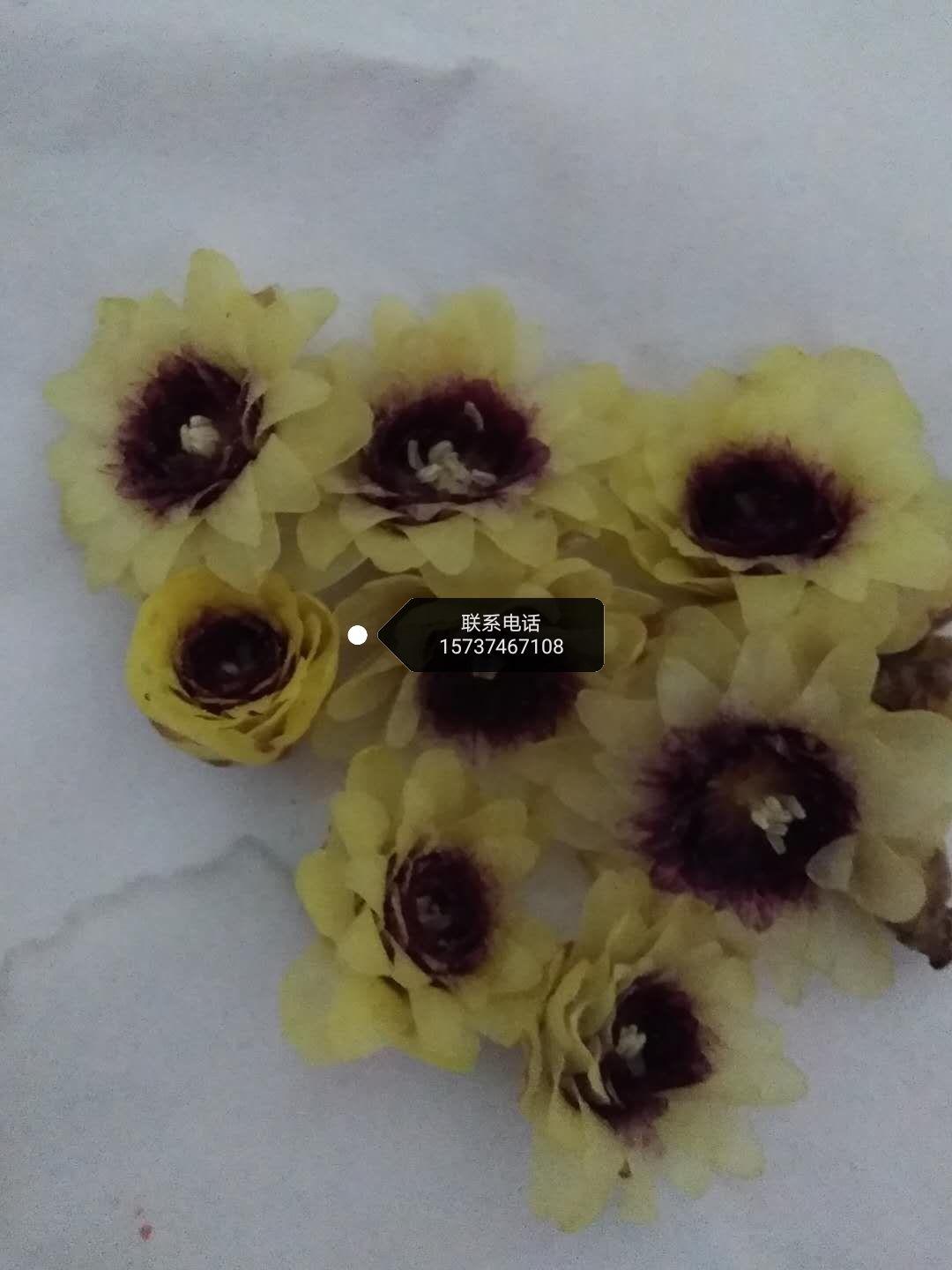 红心腊梅  新品腊梅 花期长比素心浓郁