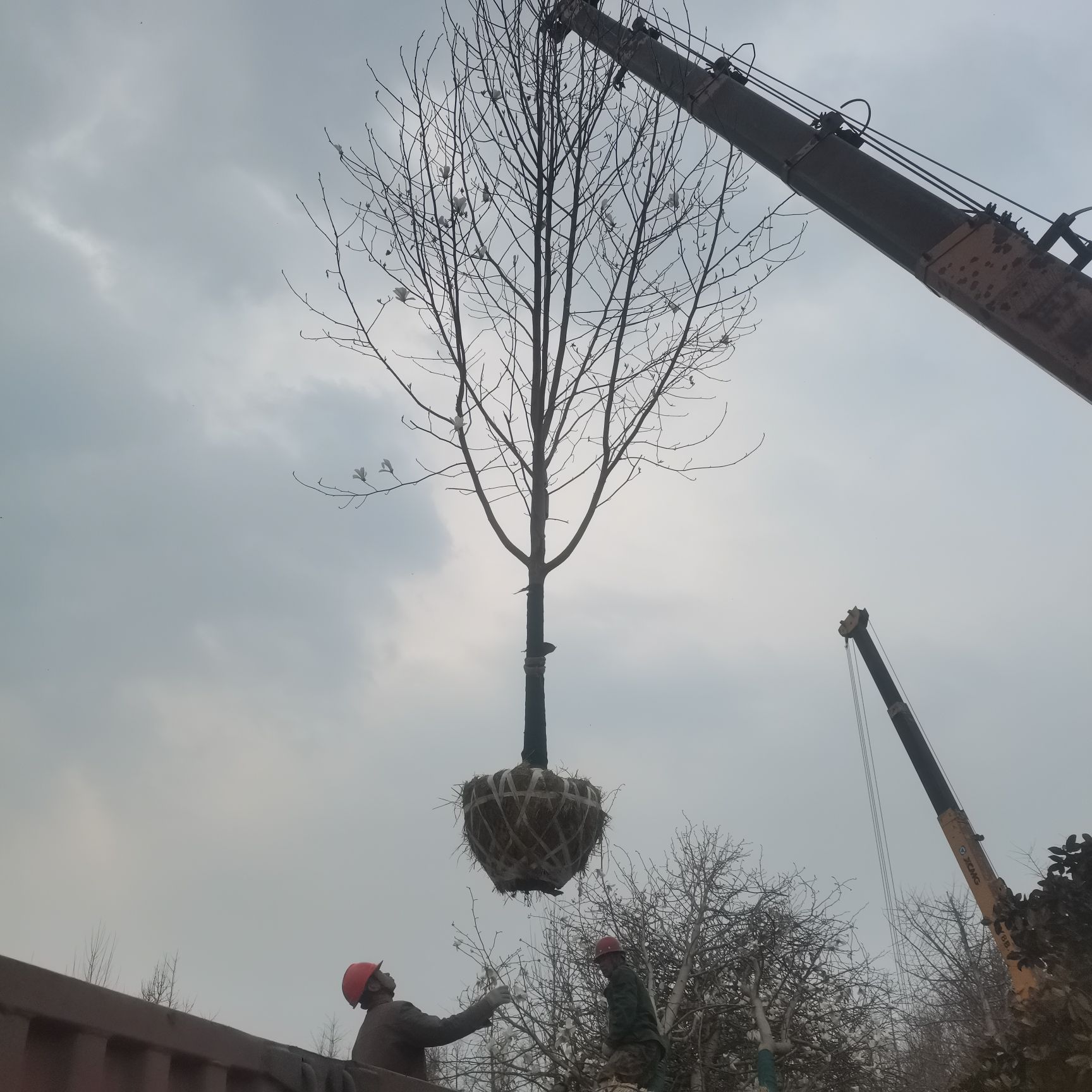 白玉兰，二乔玉兰，
