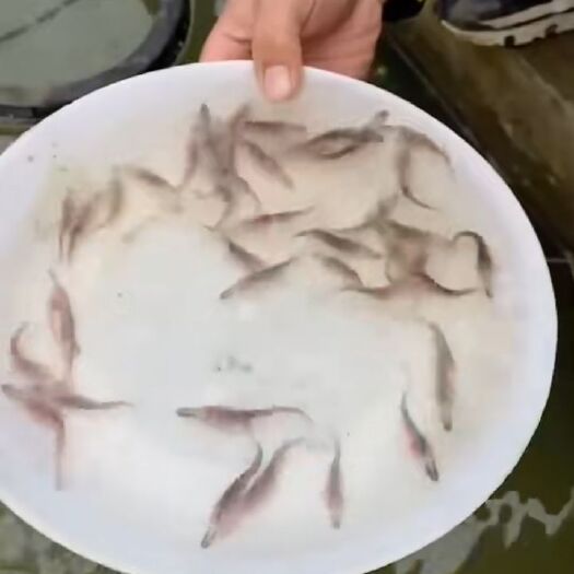 广州鸭嘴鱼苗 