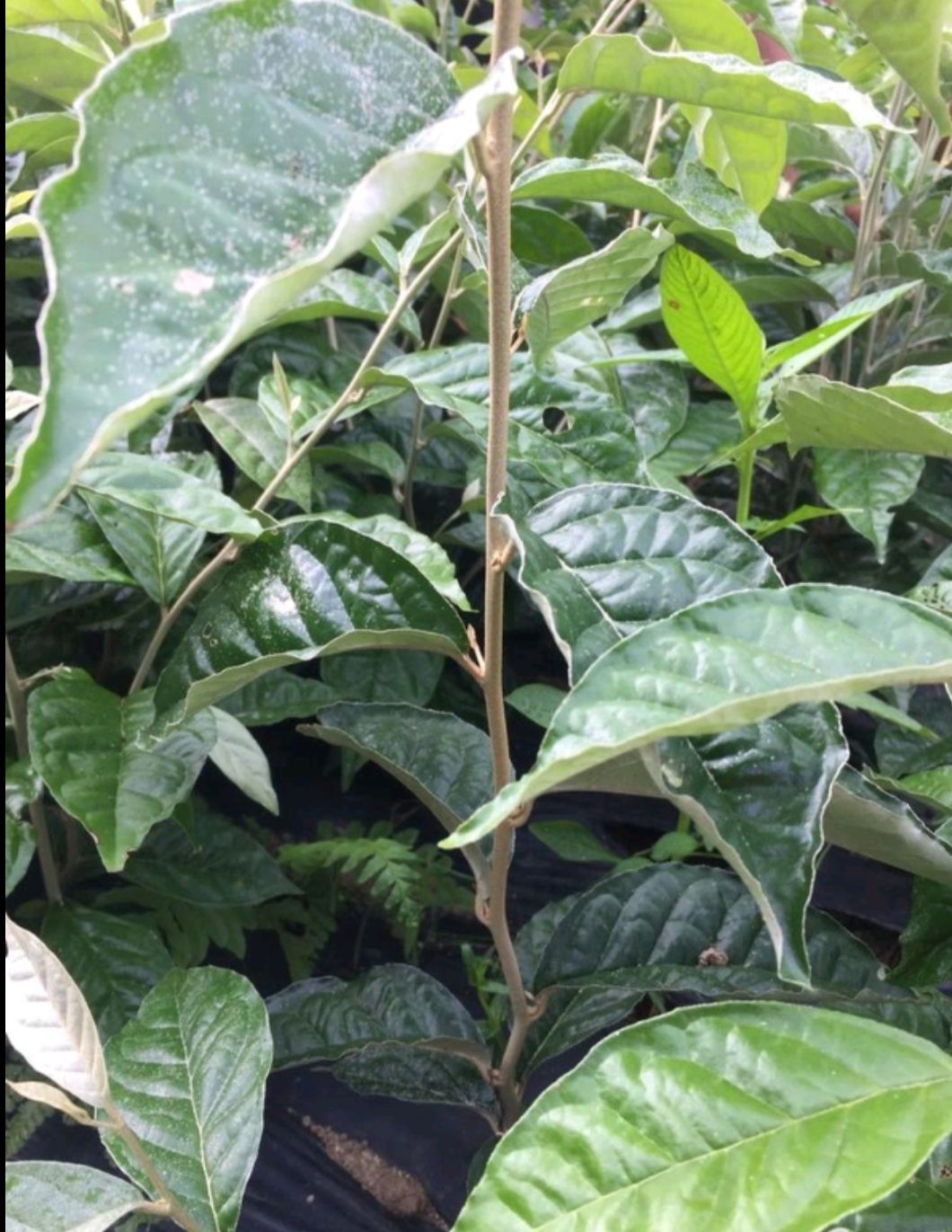 牛奶果苗 牛奶果（羊奶果）
