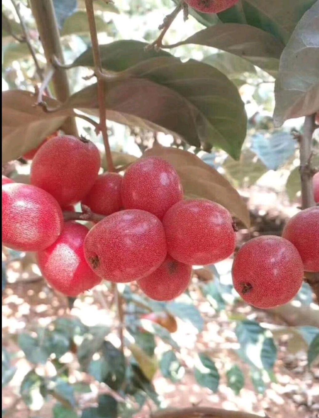 牛奶果苗 牛奶果（羊奶果）