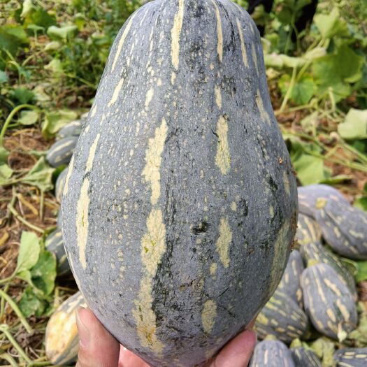 湛江 香芋南瓜