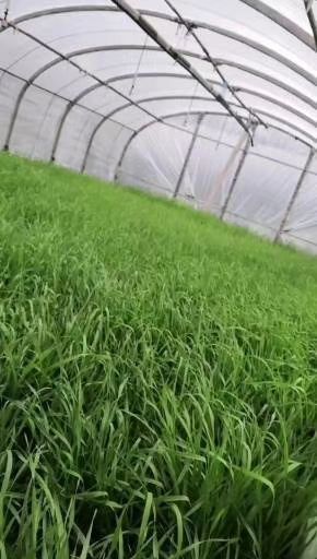 郓城县黑麦草种子  黑麦草麦草牧草种子养牛种子养羊种子