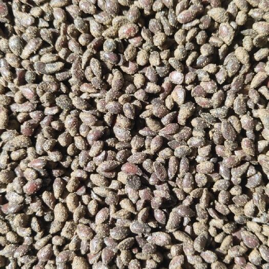 怀来县 河北张家口怀来沙藏处理好的八棱海棠种子