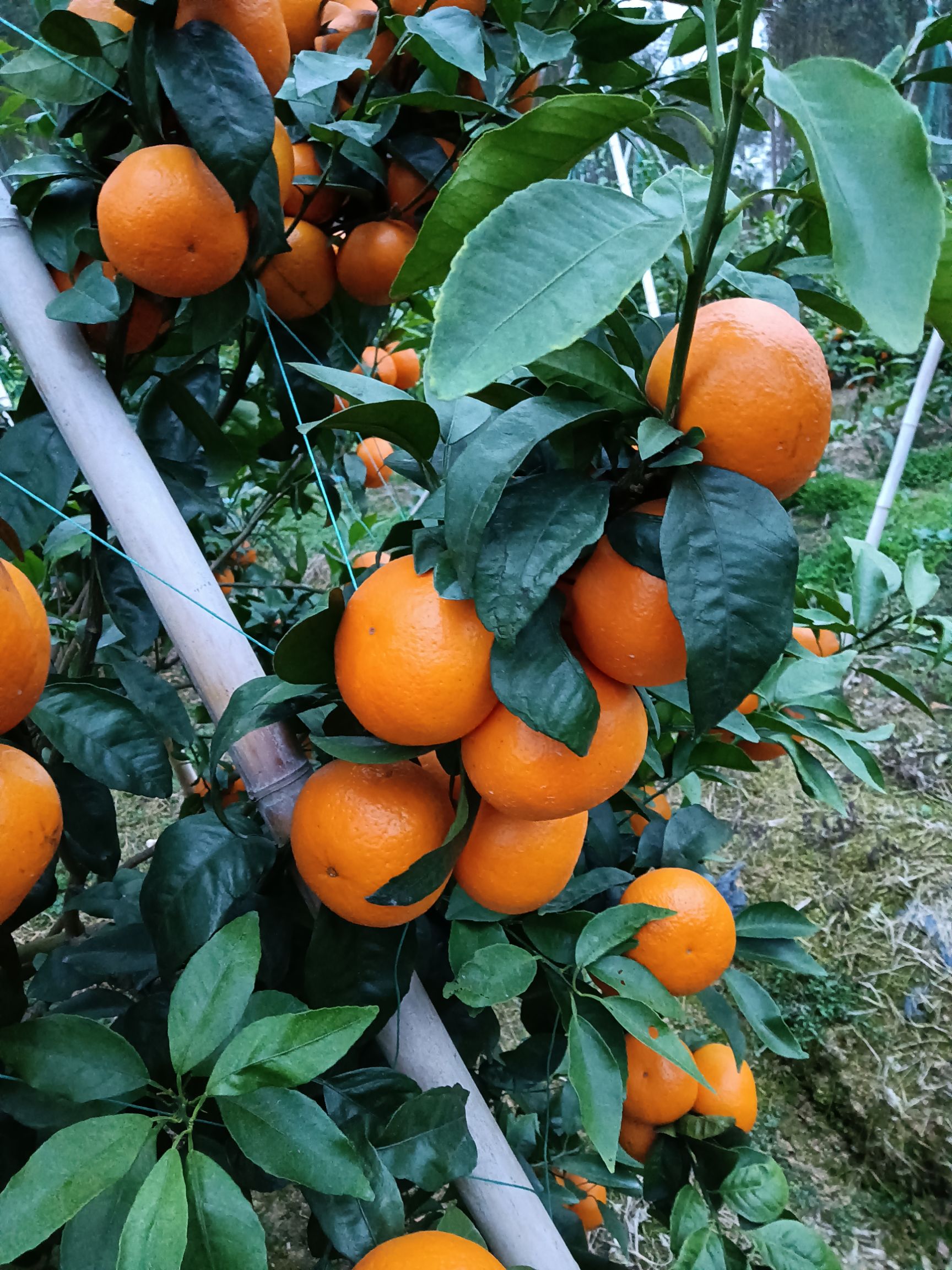 沃柑 广西壮族自治区南宁市武鸣区 一级果 