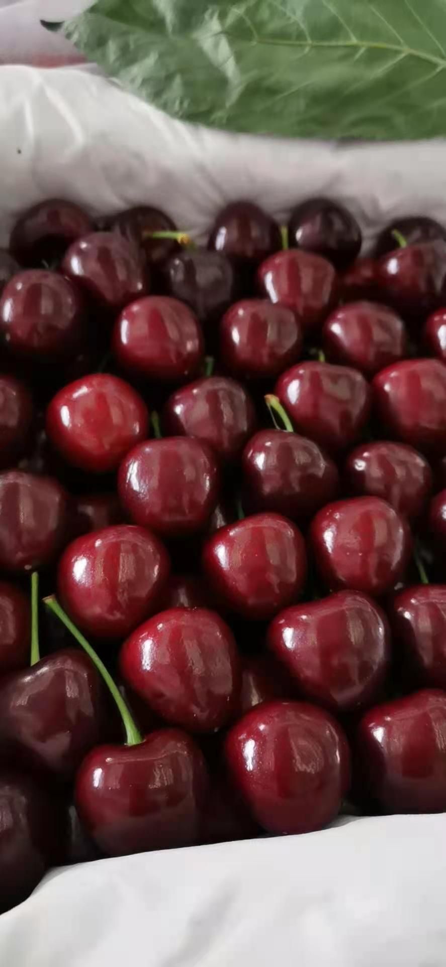 美早樱桃  陕西大樱桃，温棚无公害绿色食品
