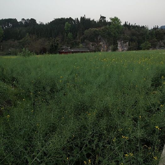锦屏县油菜籽 农产菜籽
