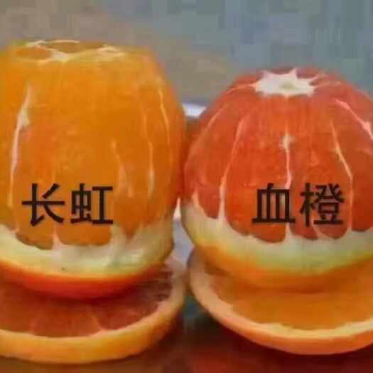 秭归县 湖北秭归产的中华红橙，核心产区，摘牌中华名果！
