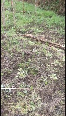 黄精种苗 中国苗药之乡黄精苗药自然保护园区、道地药材、大量供应