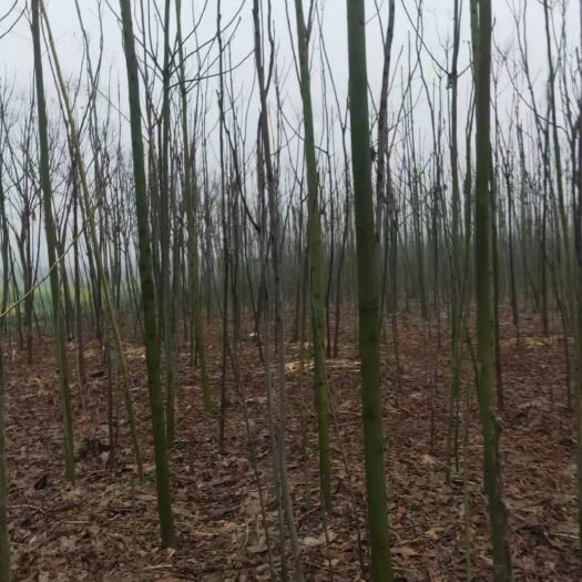 确山县青桐 3.5~5米 