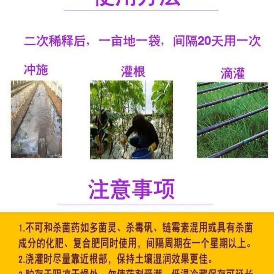 淡紫拟青霉 微生物菌剂 专治根结线虫  淡紫紫孢菌
