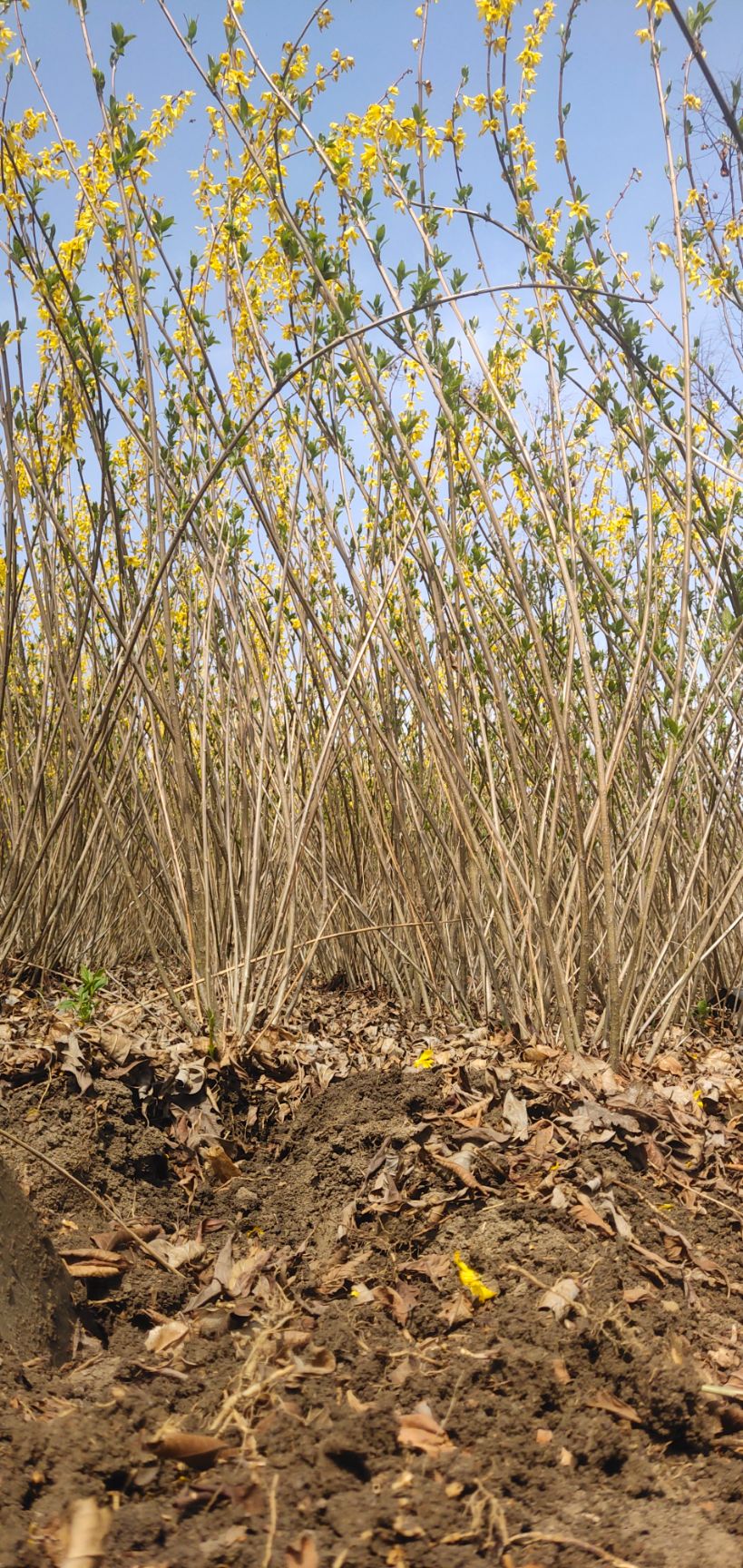 金钟连翘苗 庭院绿化工程苗木连翘花树苗迎春花树苗黄花条金钟花黄老虎小苗