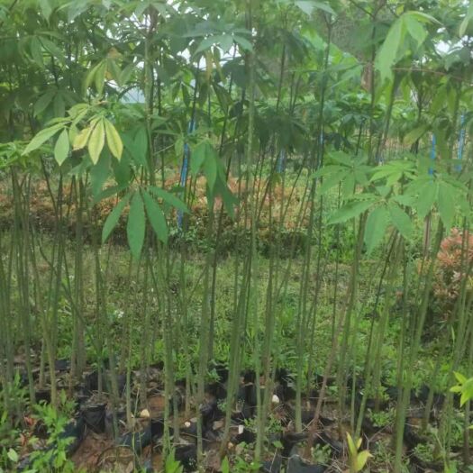 中山市大腹木棉 1~1.5米 