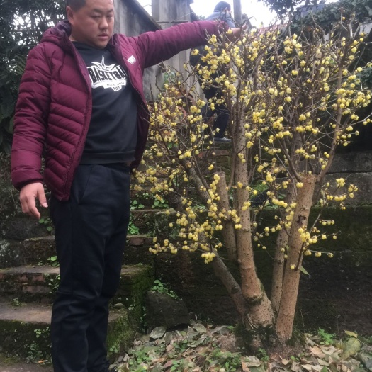 鄢陵县素心腊梅 腊梅