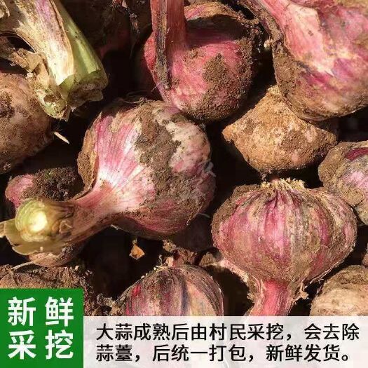 杞县红皮蒜  河南2021年鲜大蒜【一件代发】一件批发鲜蒜