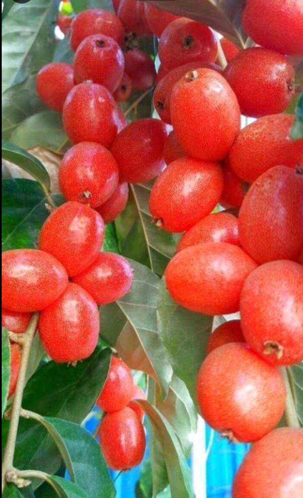 牛奶果苗 牛奶果（羊奶果）